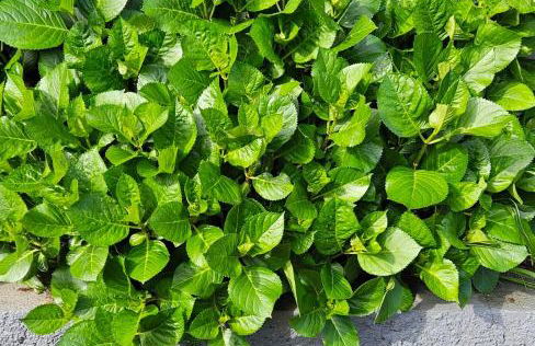 Cantinho da Lourdes e Tonito Nº 136193/AL - Foto 33