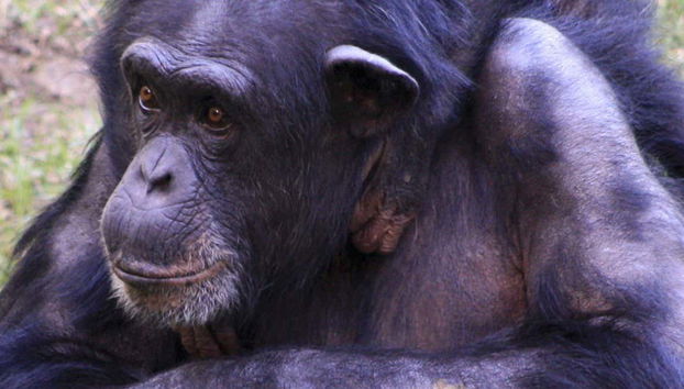 Excursion dans la réserve de Pongo-Songo