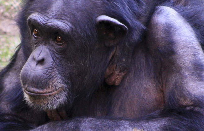 Excursion dans la réserve de Pongo-Songo - Photo 5