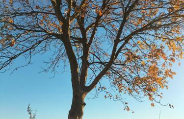 A Carubba du Bungiurnu - Foto 49