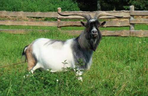 Wiejski Dom - Foto 10