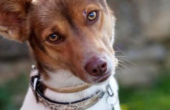 Agriturismo Terre Rosse Portofino - Foto 21