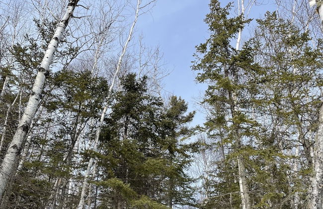 Tanières Microchalets - Photo 33