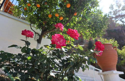 Arokaria Studio - Foto 32