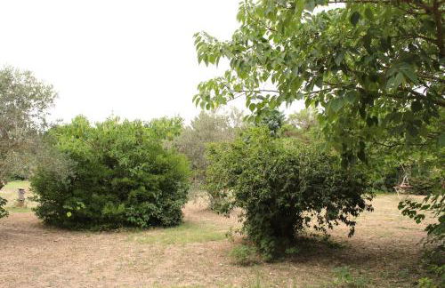 Le Petit Saint Trophime - Foto 16