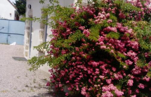 Maison de vendanges rénovée avec WIFI et animaux admis - FR-1-489-178 - Foto 15