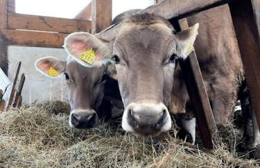 Chalet al Maso - Foto 2