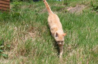 Countryside Farm Pod on Isle of Seil - A - Foto 24
