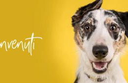 Casa Zaffiro - Sant' Isidoro - Photo 35