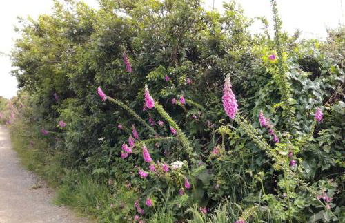 Farm accommodation - The Lizard Peninsula, Cornwall - Foto 25