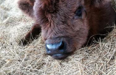 Auszeit zwischen Fellnasen - Foto 37