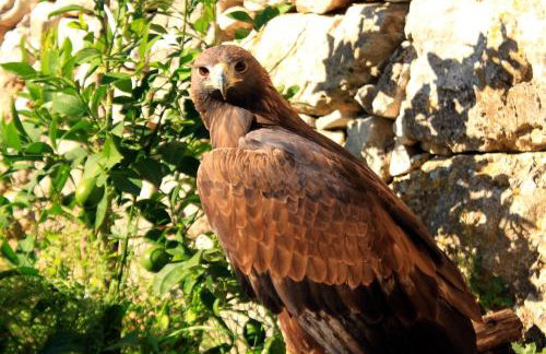 Secluded house with a parking space Podhumlje, Vis - 13984 - Foto 21