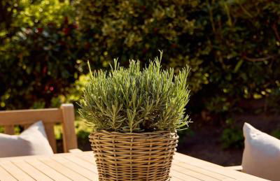 Watthüs Morsum mit Kamin und traumhaftem Garten - Foto 19