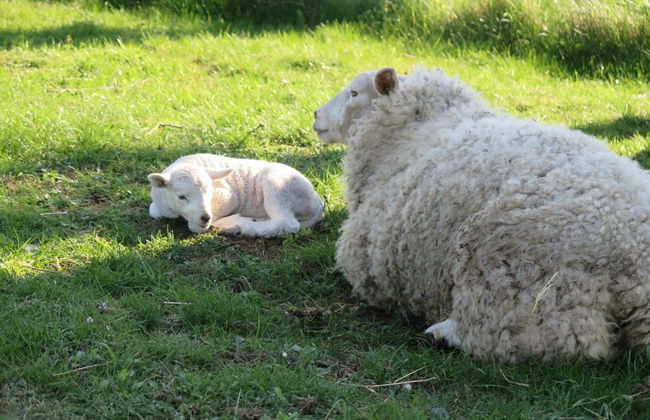 Nymarksminde Apartments & Farmpark - Foto 31