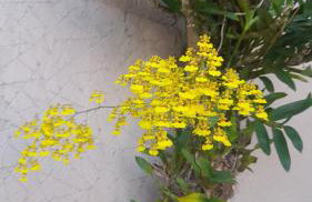 Casa Vista do Vale próxima ao Vale dos Vinhedos - Foto 42