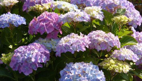 Casa dei Fiori - Foto 2