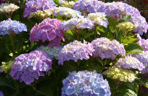 Casa dei Fiori - Foto 2