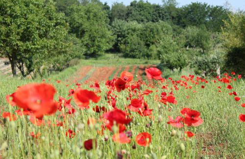 Tenuta Paljari - Foto 37