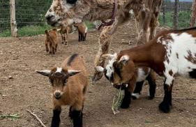 Studio Cabin Suite on Organic Farm Stay near Taos, New Mexico - Foto 40