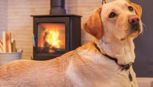 Nala's Nest - Photo 5