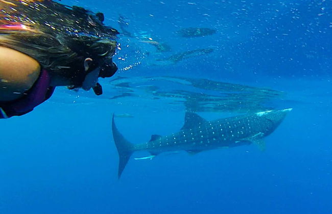 Swimming with Whale Sharks in Isla Mujeres - Foto 7
