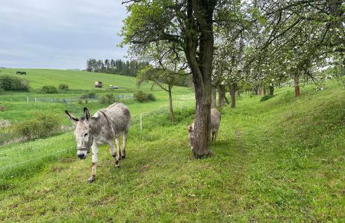 Ferienhof"WaldEsel Rippersroda" - Foto 58
