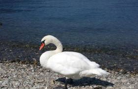 Apartment with Panoramic Lake View & Terrace in Pino, Lago Maggiore - Casa Roccia No 7 - Foto 10