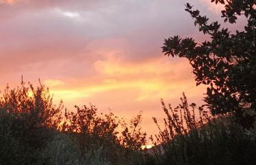 Tenuta Vitale - Azienda agricola multifunzionale - Foto 14