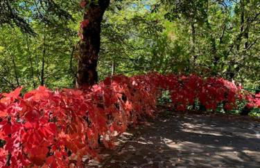 Esclusivo chalet immerso nel verde - Foto 62