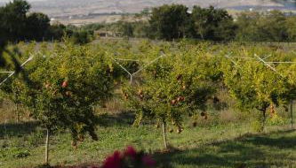 Arcadia Agriturismo - Foto 4