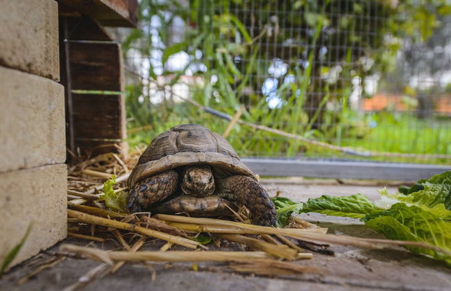 Hadjios Valley - Foto 18