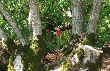 Logis de LANGE apt les Ecureuils - Foto 10