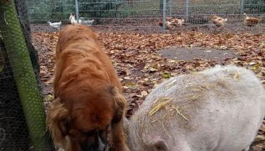 Darpvenner Diele - Foto 4