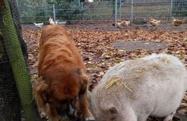 Darpvenner Diele - Foto 4