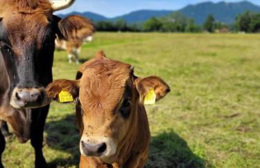 Ferienwohnung Beim Kraud'n - Foto 6