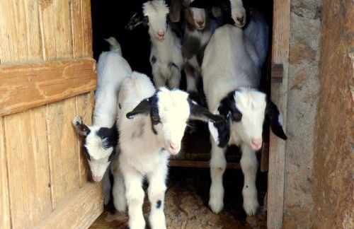 Nurazzolas - Foto 46