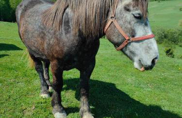 Domki w Bieszczadzkiej Dolinie - Foto 51