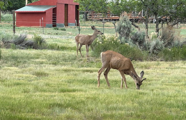 Mount Peale Country Inn and Cabins - Photo 71