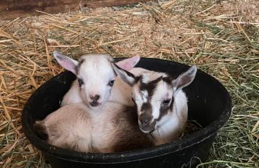 Amazing Loft on Horse Ranch - Foto 35