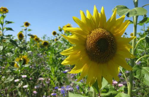 Haus Rehblick - Photo 10