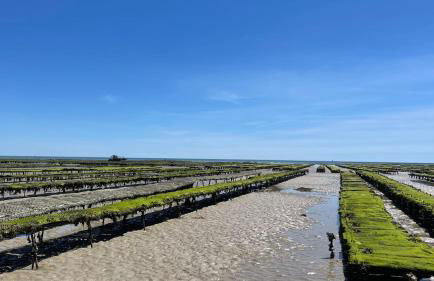 MAISON SUR LA PLAGE avec VUE MER PANORAMIQUE - Foto 25