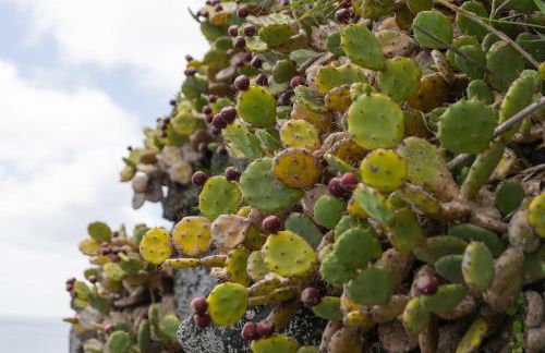 Fonte Da Rocha - PIAS - Photo 35