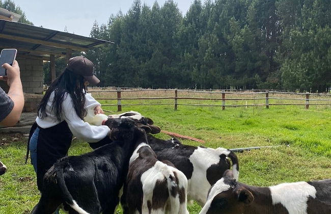 El Prado Glamping - Foto 7