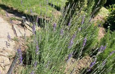 Los Cedros, gran chalet con piscina y apartamento en Navacerrada - Foto 40