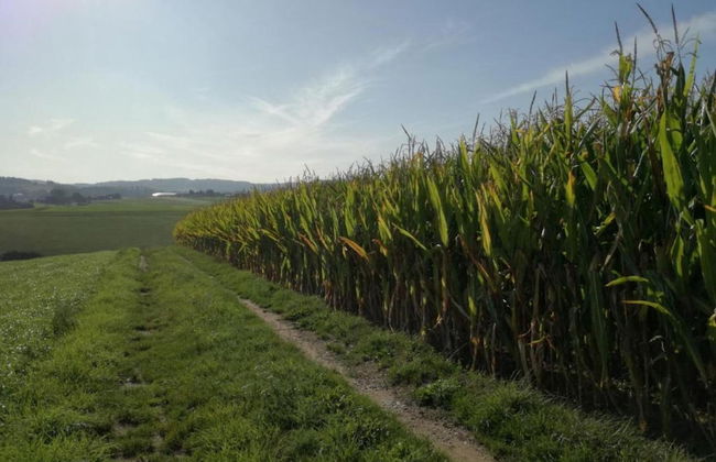 Family-friendly Forest Home - Foto 39