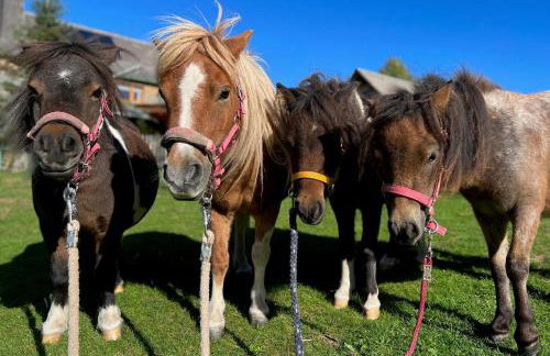 Landhaus Isolde - Photo 5