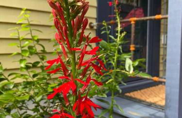 Vermont Lake Whitingham Mount Snow Area Apartment - Foto 27