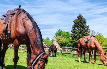 Le Gite du Ranch Normand - Photo 36