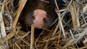 Ferienwohnung „Am Gnaucks Hutberg“ - Foto 4