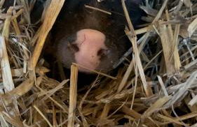 Ferienwohnung „Am Gnaucks Hutberg“ - Foto 4